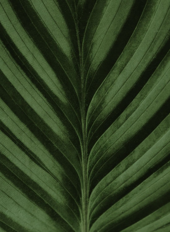 Dettaglio naturale di foglia verde, immagine simbolo della sostenibilità ambientale e della visione green di Pianca Società Benefit.